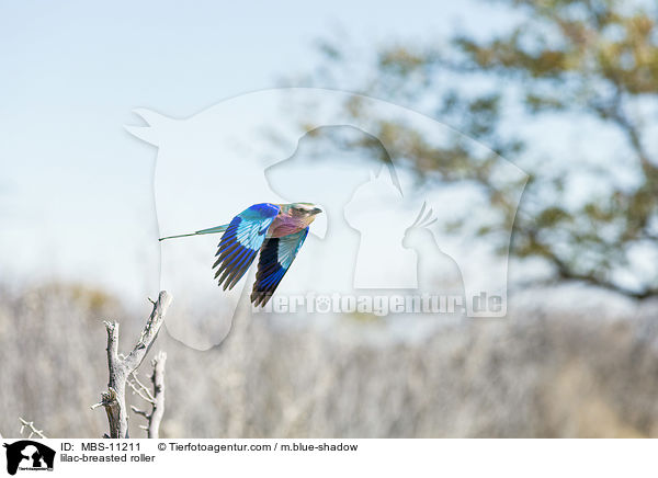 Gabelracke / lilac-breasted roller / MBS-11211