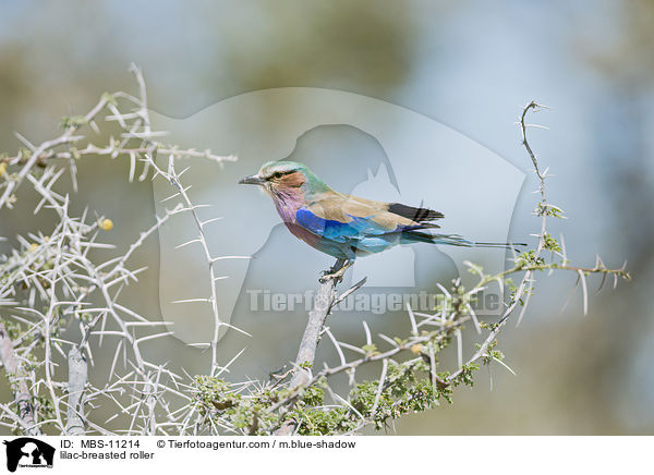 Gabelracke / lilac-breasted roller / MBS-11214