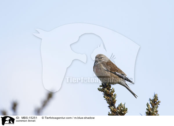 Bluthnfling / common linnet / MBS-15251