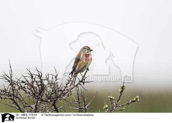 common linnet / MBS-17619