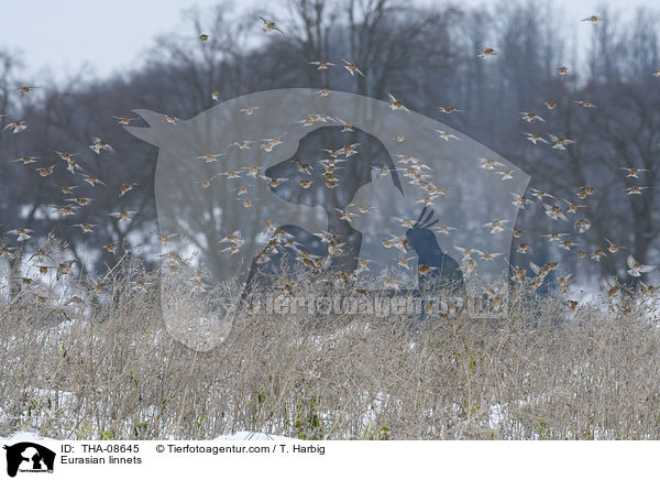 Eurasian linnets / THA-08645