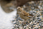 linnet