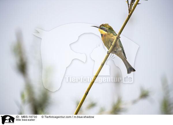 Zwergspint / little bee-eater / MBS-18730