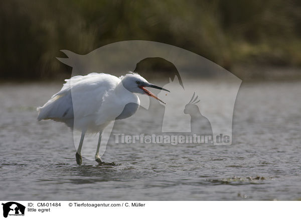 Seidenreiher / little egret / CM-01484