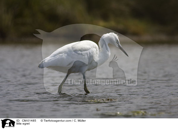 Seidenreiher / little egret / CM-01485