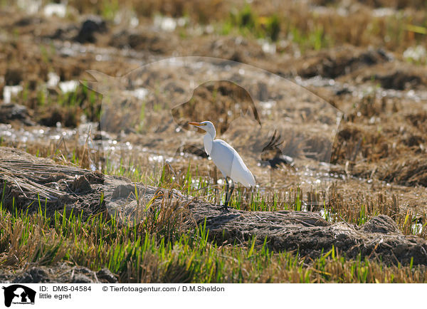 Seidenreiher / little egret / DMS-04584