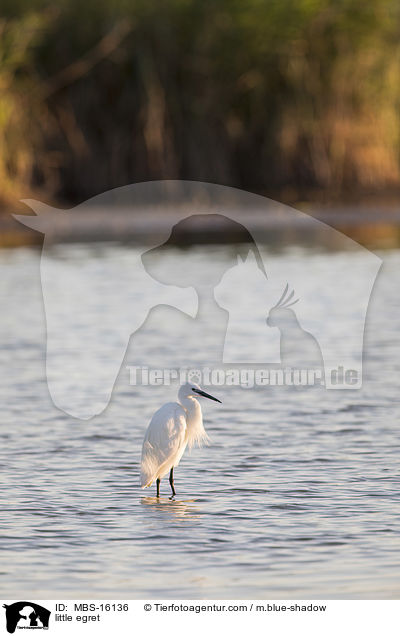 Seidenreiher / little egret / MBS-16136