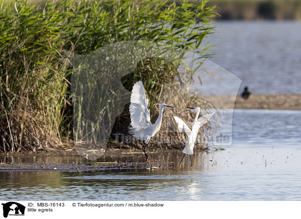 Seidenreiher / little egrets / MBS-16143