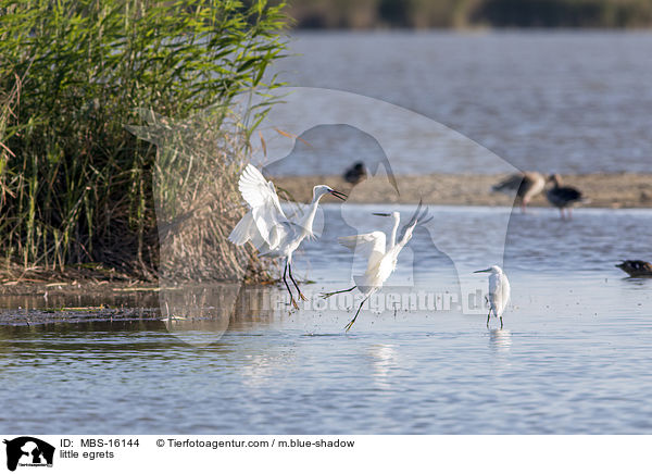 Seidenreiher / little egrets / MBS-16144