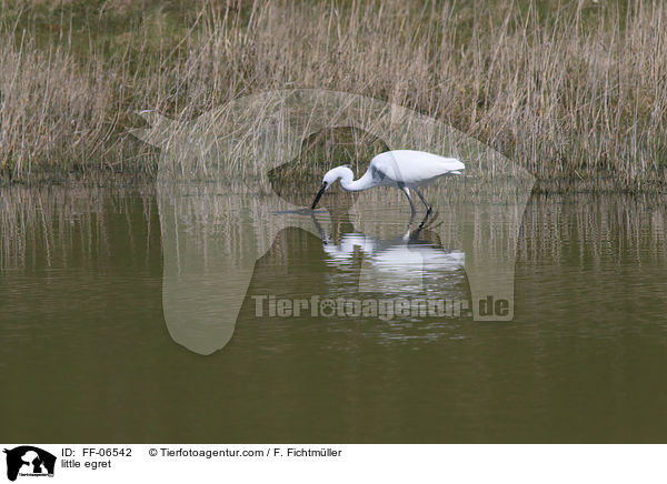 Seidenreiher / little egret / FF-06542