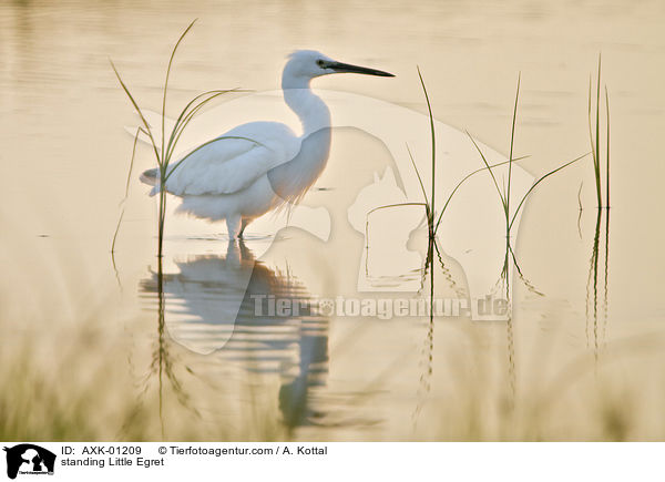 stehender Seidenreiher / standing Little Egret / AXK-01209