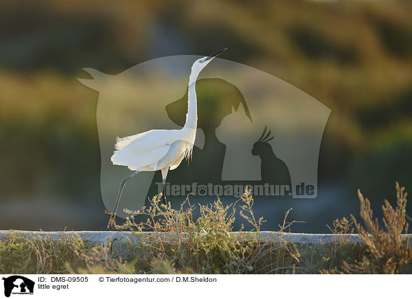 Seidenreiher / little egret / DMS-09505