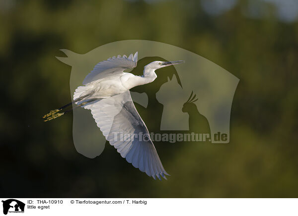 Seidenreiher / little egret / THA-10910