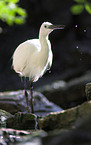 little egret