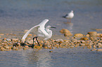 little egret