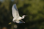 little egret