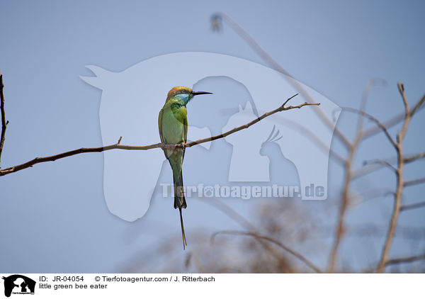 Smaragdspint / little green bee eater / JR-04054