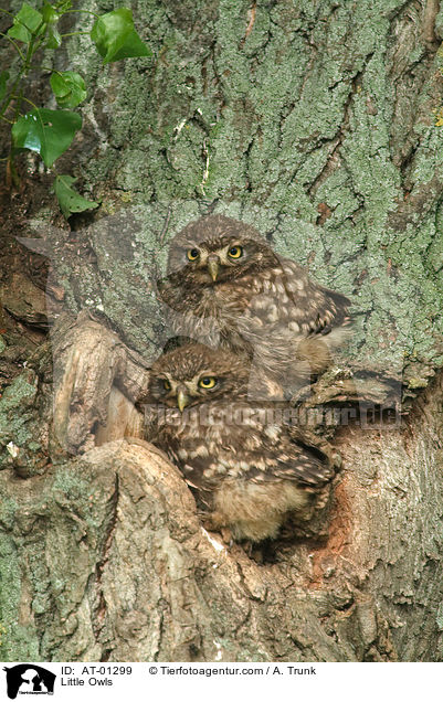 Steinkuze / Little Owls / AT-01299