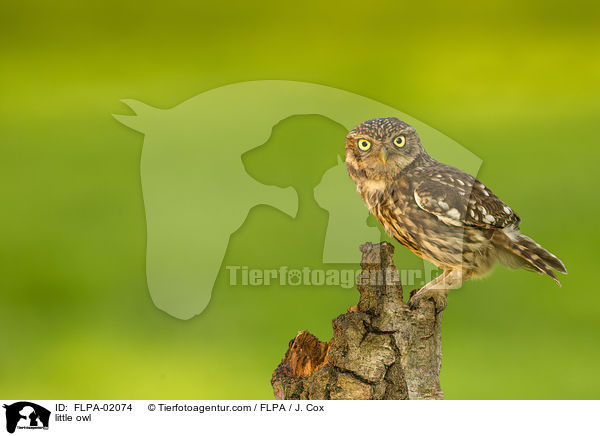 Steinkauz / little owl / FLPA-02074