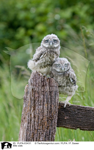 Steinkuze / little owls / FLPA-03431