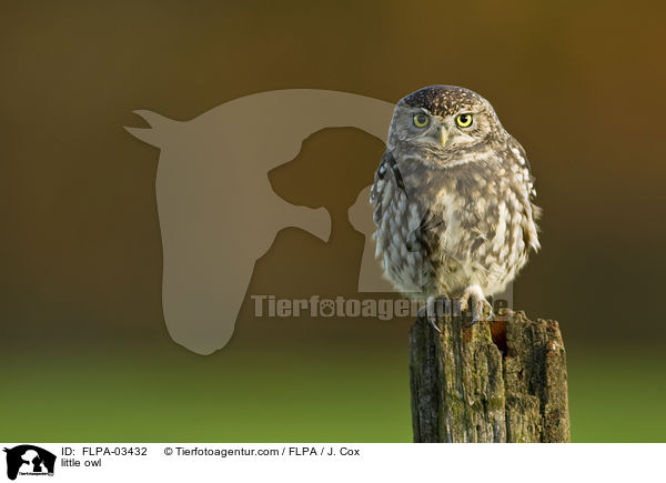 Steinkauz / little owl / FLPA-03432