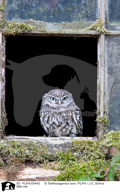 Steinkauz / little owl / FLPA-03442