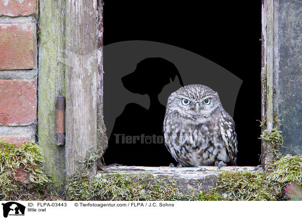 Steinkauz / little owl / FLPA-03443