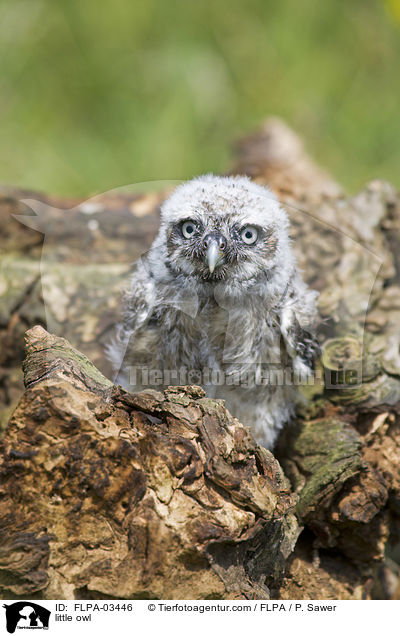 Steinkauz / little owl / FLPA-03446