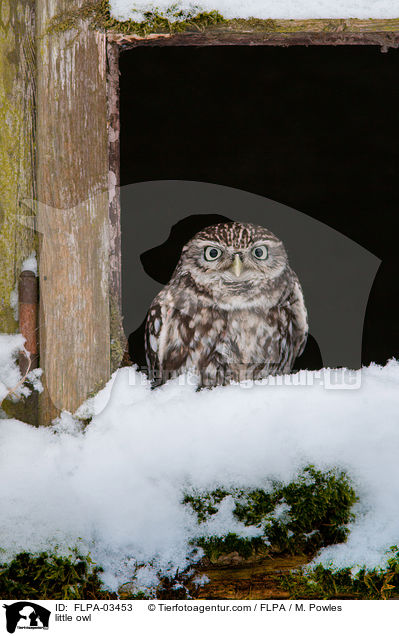 little owl / FLPA-03453