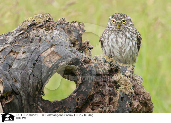 Steinkauz / little owl / FLPA-03454