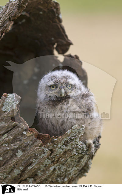 Steinkauz / little owl / FLPA-03455