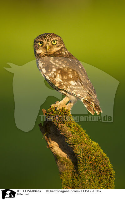 little owl / FLPA-03467