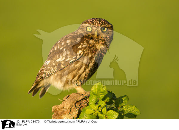 little owl / FLPA-03470