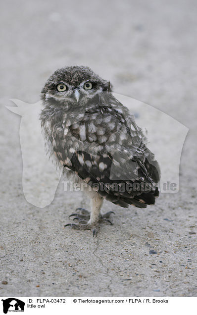 Steinkauz / little owl / FLPA-03472