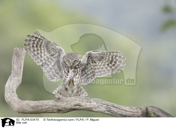 Steinkauz / little owl / FLPA-03475