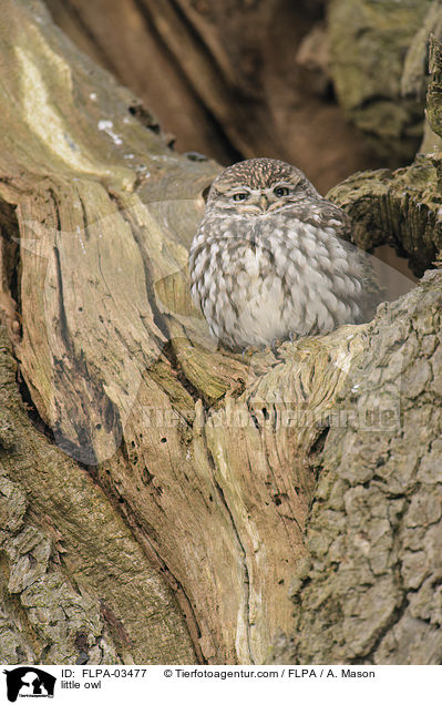 Steinkauz / little owl / FLPA-03477