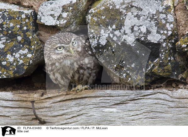 Steinkauz / little owl / FLPA-03480