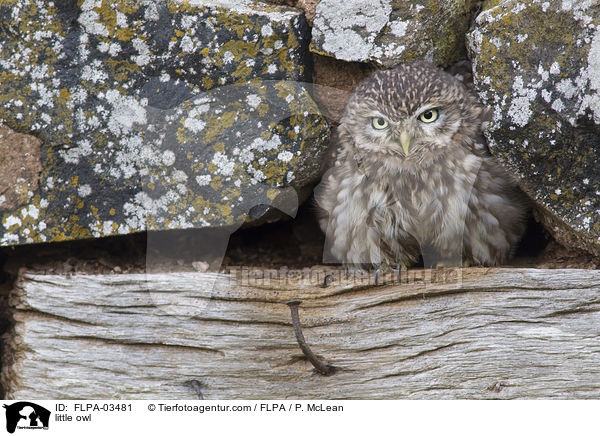 little owl / FLPA-03481