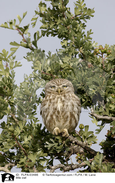 little owl / FLPA-03486