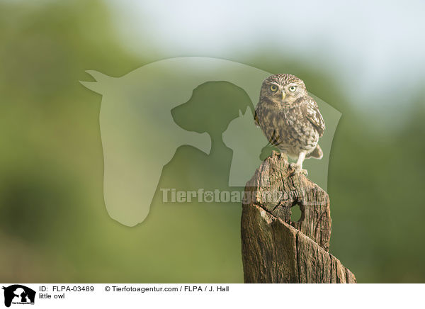 Steinkauz / little owl / FLPA-03489