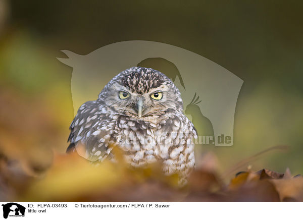 Steinkauz / little owl / FLPA-03493