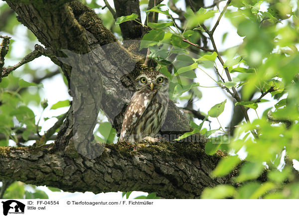 Steinkauz, Steinkauz / little owl / FF-04554