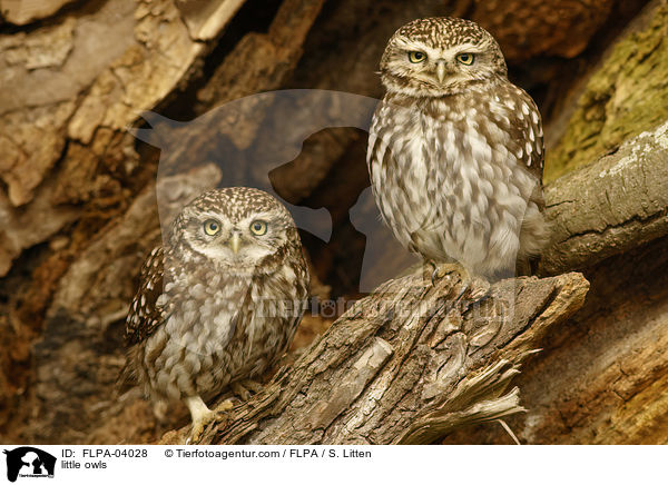 Steinkuze / little owls / FLPA-04028