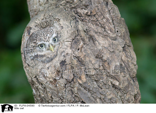 Steinkauz / little owl / FLPA-04590