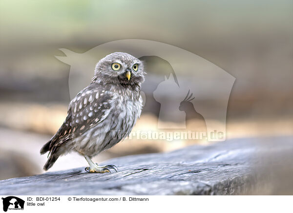 Steinkauz / little owl / BDI-01254
