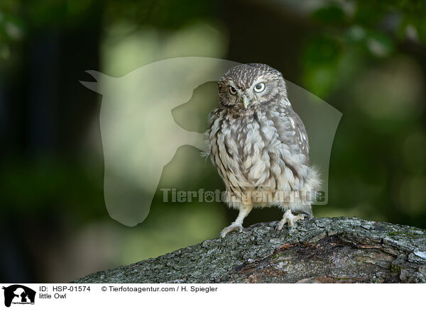 Steinkauz / little Owl / HSP-01574