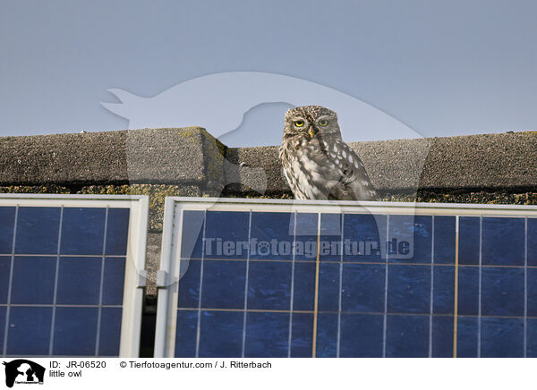 little owl / JR-06520