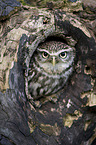 little owl