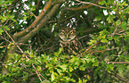 little owl