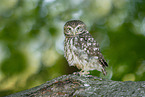 little Owl